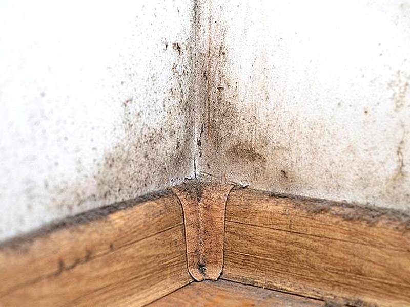 Por que meu rodapé está crescendo em molde?